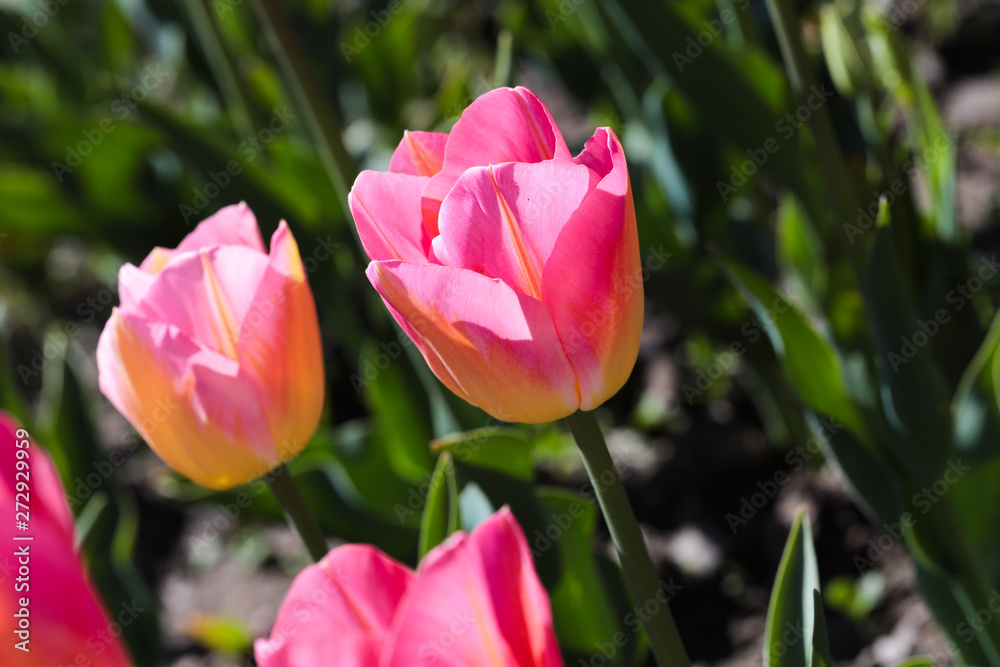 Beautiful bouquet of tulips nature background.