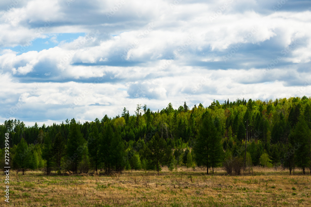 Naklejka premium Coniferous forest in the summer in cloudy weather. Background for screensaver