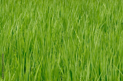 夏の成長期の稲の畑