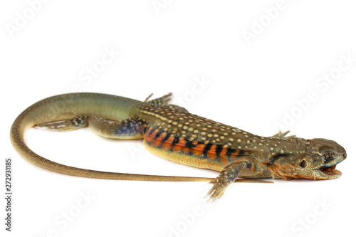 The asia iguana or Butterfly lizards isolate on white Background