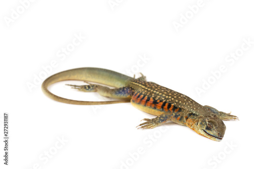 The asia iguana or Butterfly lizards isolate on white Background