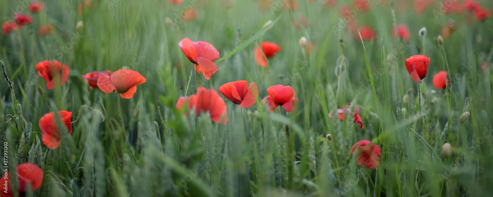 Obraz premium Wheat field with poppies, summer banner background