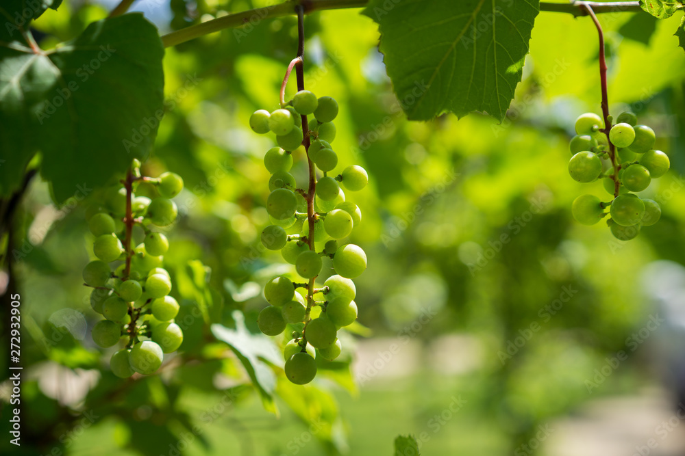 Green Organic Grapes hanging from the vine with the old tree trunks Green Organic Grapes hanging from the vine with the old tree trunks