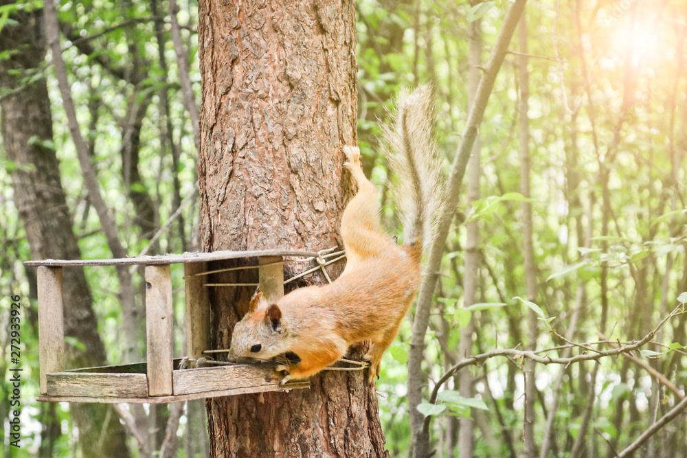 A redhead squirrel holds an acrobatic pose hanging from a tree in a manger for nuts.
