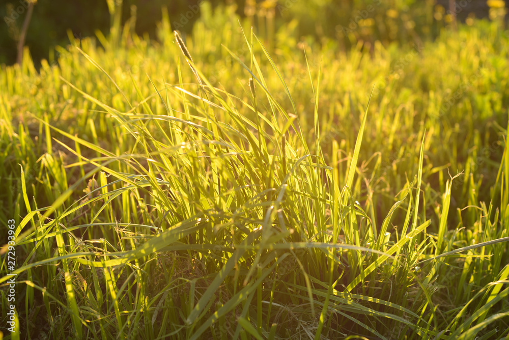 Fresh green grass close-up. Selective focus. sunlight. yellow. sunset,spring.