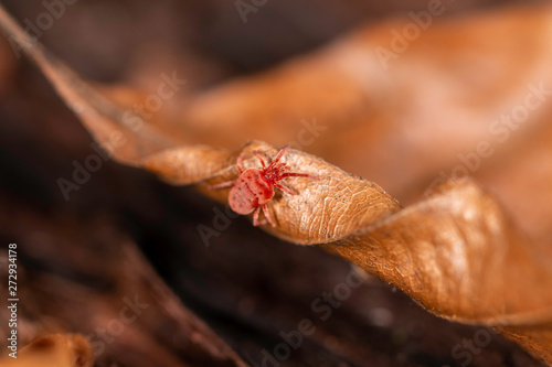 Konstfotografi Close up macro image of Red velvet mite (Trombidium holosericeum) on a wood