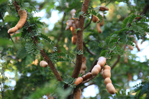 Sweet tamarind and leaf on the tree.  Raw tamarind fruit hang on the tamarind tree in the garden with natural background.