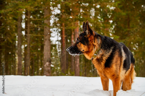 Dog German Shepherd in a winter day