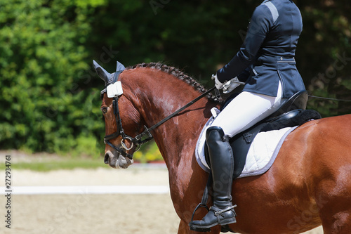 Dressage horse during the test in a dressage tournament.. © RD-Fotografie
