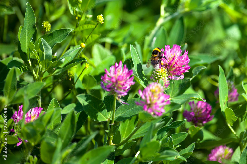 Bumblebee sits on pink clover flower on green grass background close up, bumble bee on blooming purple clover on sunny day macro, spring or summer season nature, yellow bee eating flower nectar Bumblebee sits on pink clover flower on green grass background close up, bumble bee on blooming purple clover on sunny day macro, spring or summer season nature, yellow bee eating flower nectar