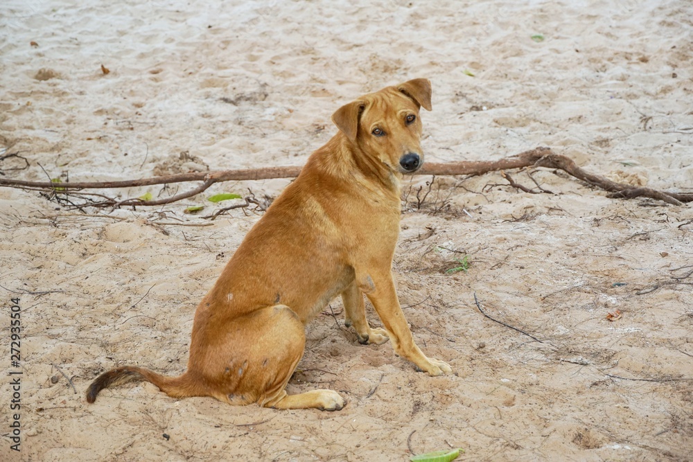 Portrait of brown dog sitting looking at camera on the sand beach at the sea laying in Thailand, Space for text in template, Relaxed dog, Homeless dog concept Portrait of brown dog sitting looking at camera on the sand beach at the sea laying in Thailand, Space for text in template, Relaxed dog, Homeless dog concept