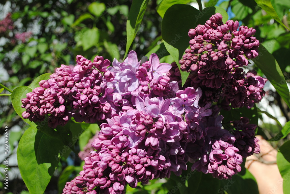 Obraz premium lilac