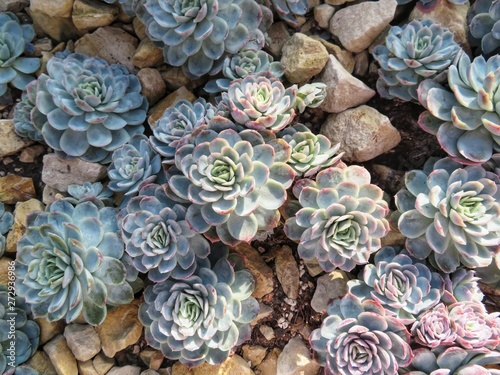 Schilderij op canvas lots of echeveria elegans between stones