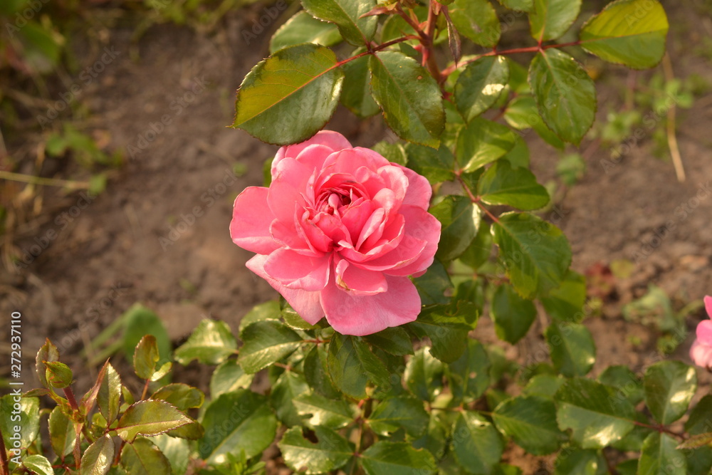 The lilac-blue buds of a rosebush rose 