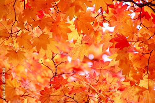 秋のイメージ・紅葉 © tk2001