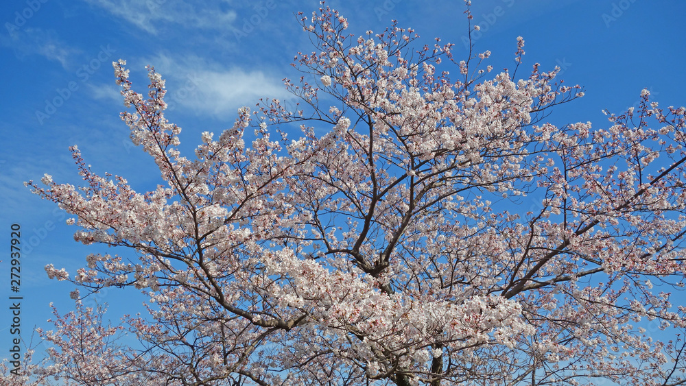 絶景！青いお空に映える満開の桜！