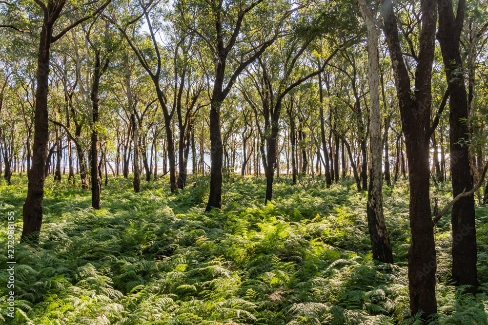 Exploring the Tiligerry Habitat Reserve - Gum Trees and Ferns Exploring the Tiligerry Habitat Reserve - Gum Trees and Ferns