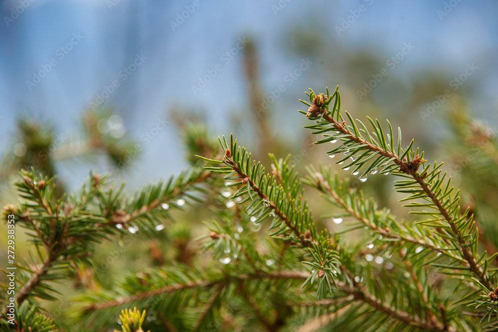 Fresh grass with dew drops after the rain in evening