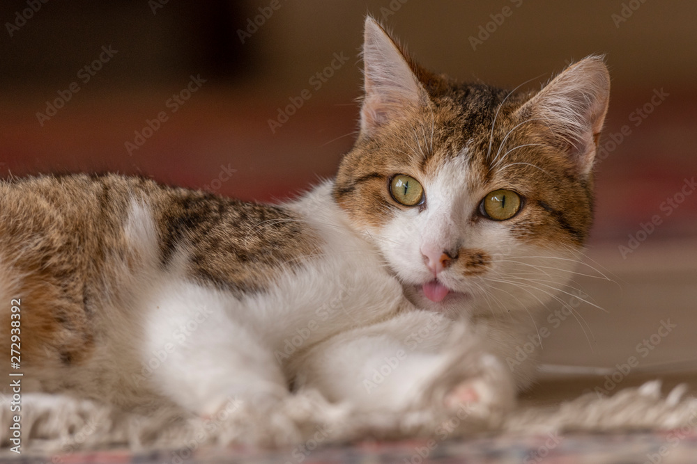 Jeune chat qui joue avec une souris et un tapis dans la maison