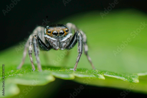 Jumping spider on the leaf 
