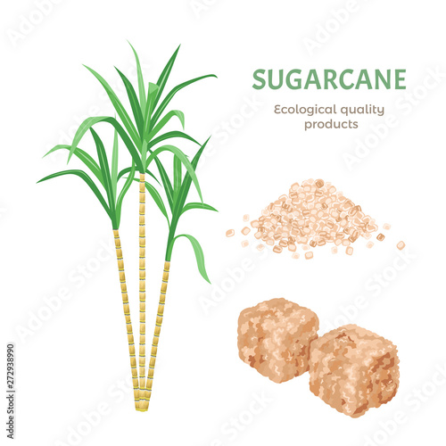 Cane sugar set. Brown cane sugar cubes, plant and  sand sugar pile isolated on white background. Vector illustration in cartoon simple flat style.