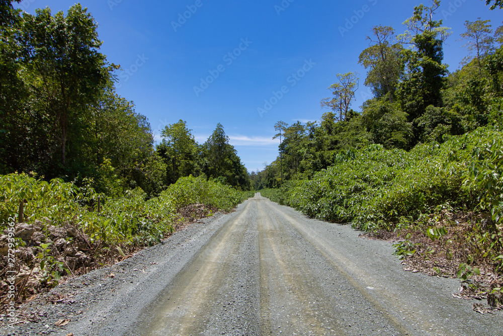 dirt road in the jungle in a summer day