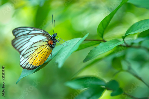 Close up of a butterfly, Natural light shooting