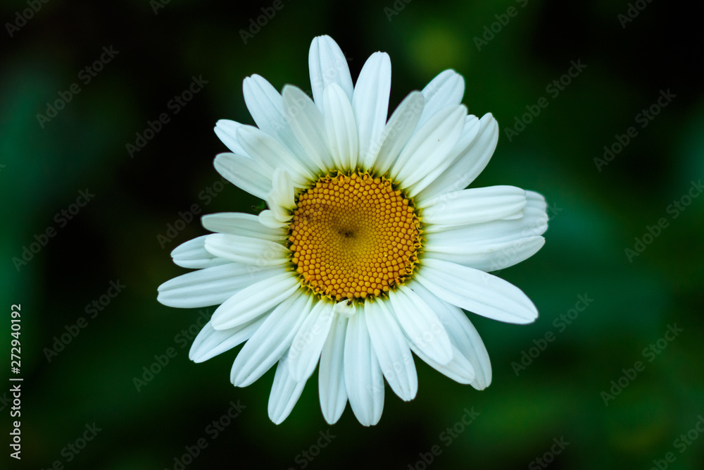 Daisy flowers top view on a dark green background close-up Daisy flowers top view on a dark green background close-up