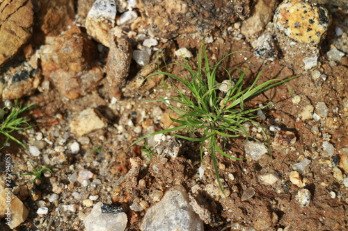 grass on the rock