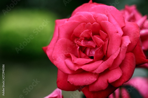Red garden rose close-up on natural green background