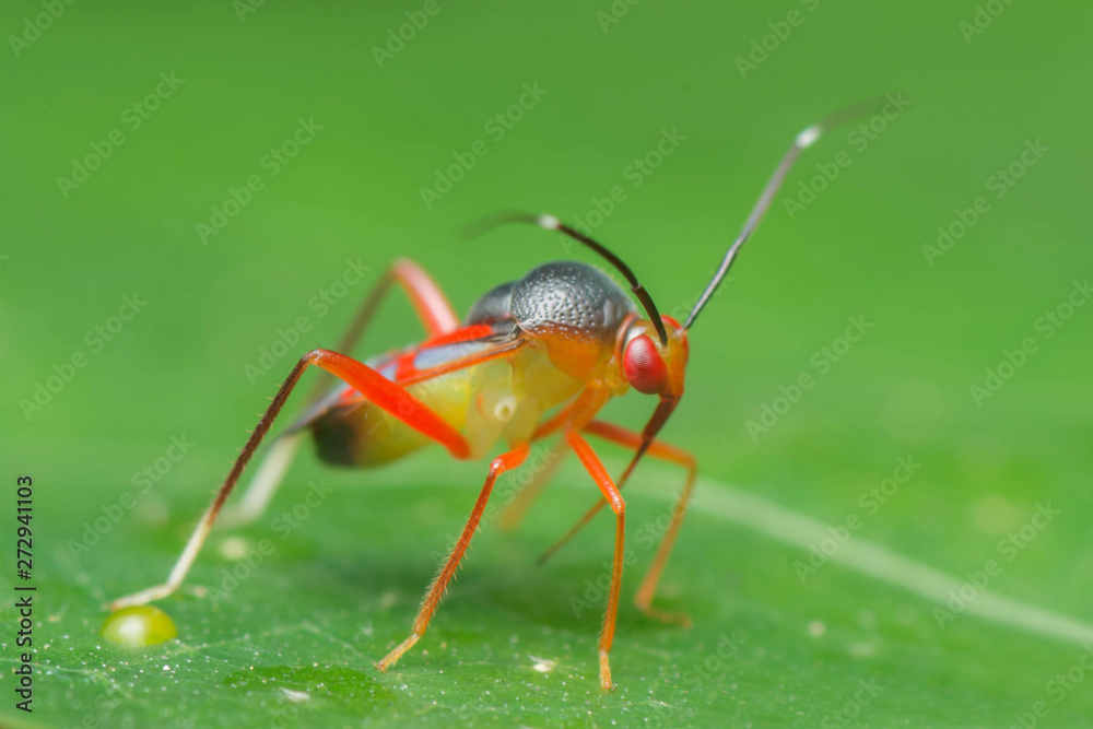 Mirid bug
Mirid bug