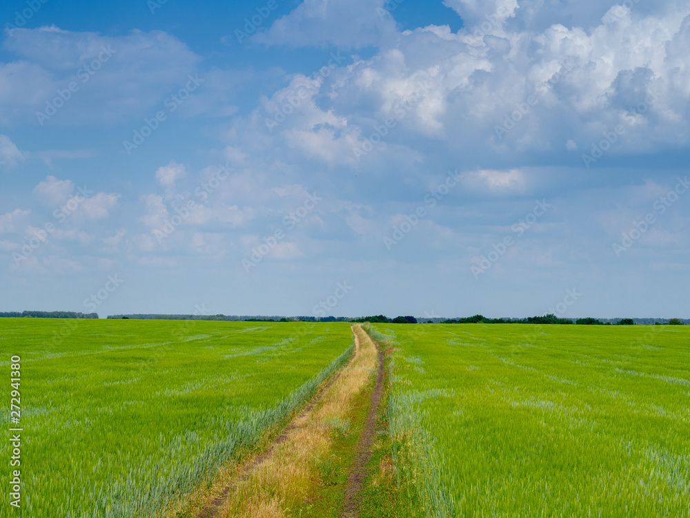 landscape field rural road in summer