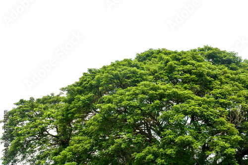 top of large Eastindian walnut, Raintree or Samanea saman green tree isolated on white background, copy space, clipping path