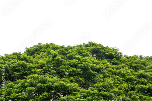 top of large Eastindian walnut, Raintree or Samanea saman green tree isolated on white background, copy space, clipping path © iamtui7