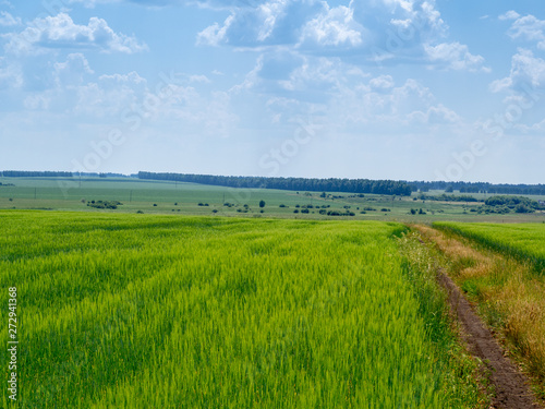 landscape field rural road in summer