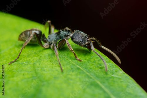 Black Ant © Hue Chee Kong