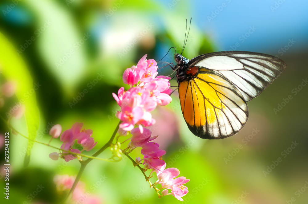 Close up of a butterfly, Natural light shooting Close up of a butterfly, Natural light shooting