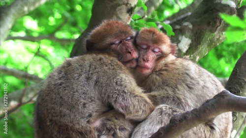 Two monkeys hugging an sleeping on a tree