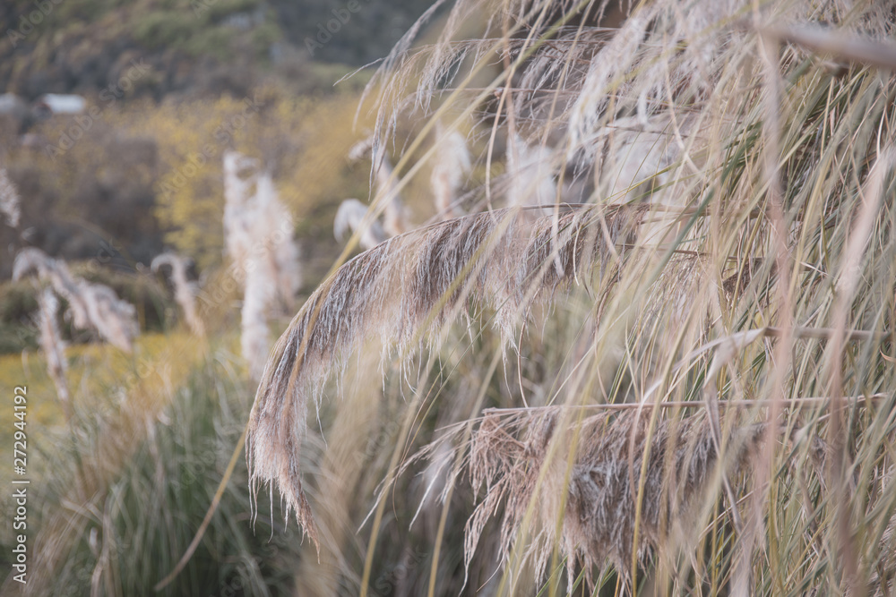 Wild grass with spikelets smoothly swinging in wind, summer plants. Wild grass with spikelets smoothly swinging in wind, summer plants.