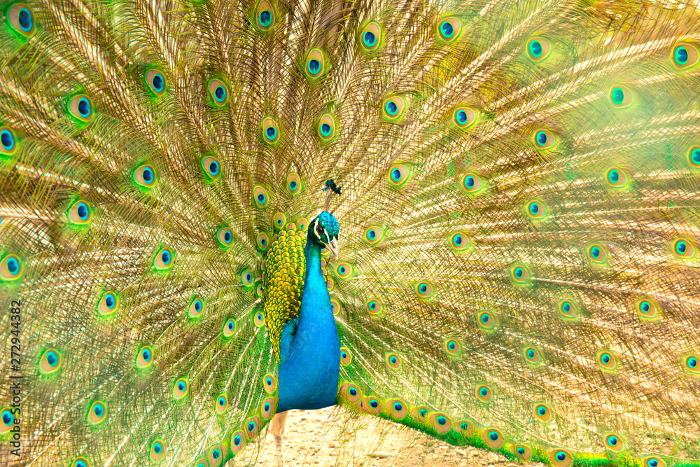 Fototapeta premium Peacock- male peafowl with open tail