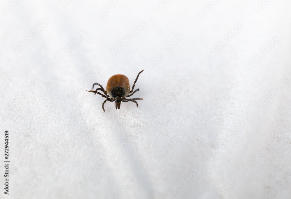 A tick in close-up on a white towel A tick in close-up on a white towel