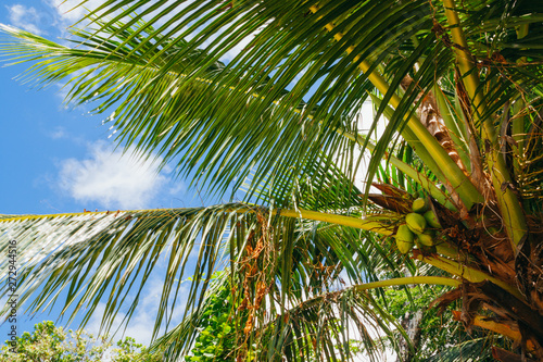 Palm tree in Seychelles.