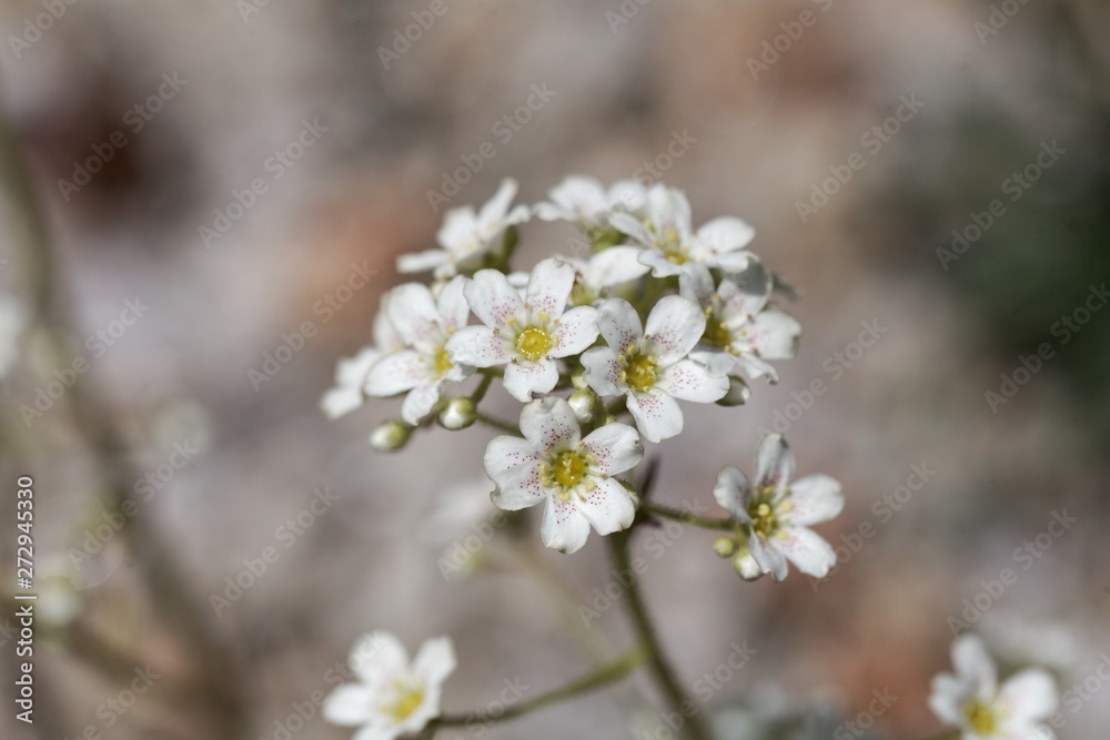Flower of the rockfoil Saxifraga hostii Flower of the rockfoil Saxifraga hostii