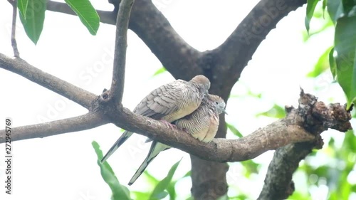 motion Two bird interacting is love