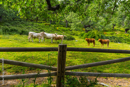 Ambroz Valley, Cáceres, Extremadura, Spain, Europe photo