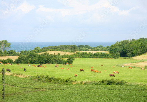 Fototapeta Naklejka Na Ścianę i Meble -  Herd Danish cows graze on the eco-friendly, green field. Country side of Island Samsoe. Denmark. Europe.