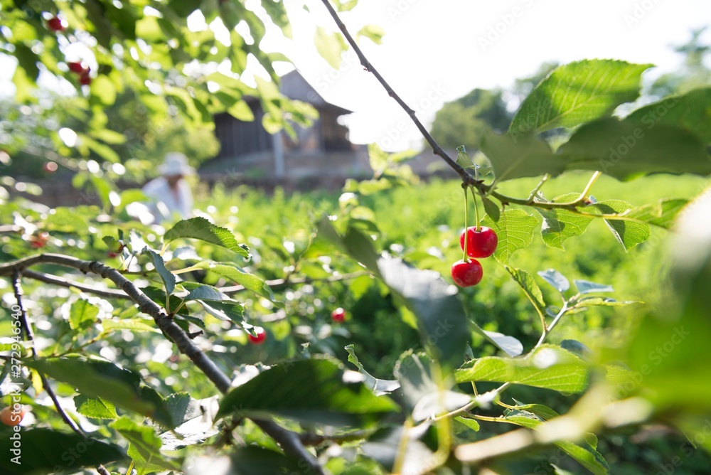 wide scene of cherry fruit branches. cherry tree background. wide scene of cherry fruit branches. cherry tree background.