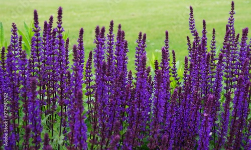 Salvia nemorosa Cardonna