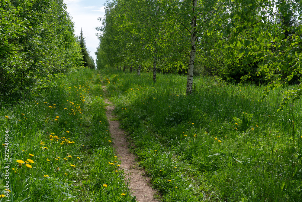 Fototapeta premium Весна. Тропинка вдоль березовой аллеи.