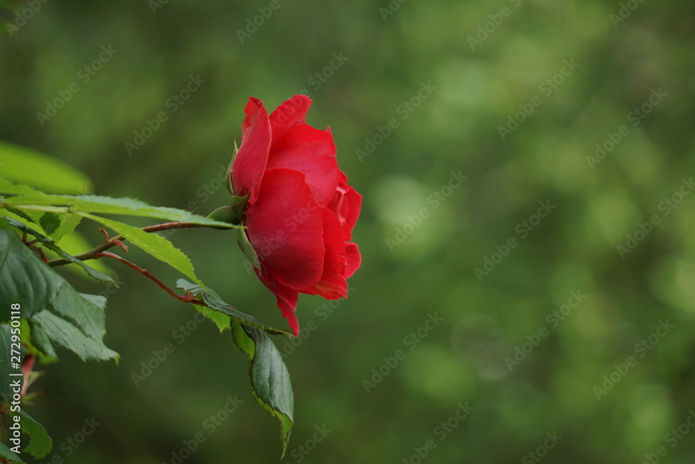 Obraz premium red rose flower plant in the garden, red flower in the nature